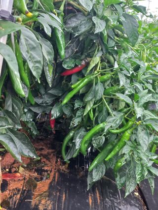 박린님의 고추 · 일상 작성글 사진