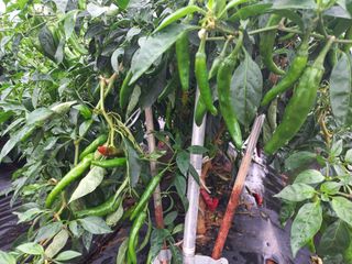 박린님의 고추 · 일상 작성글 사진