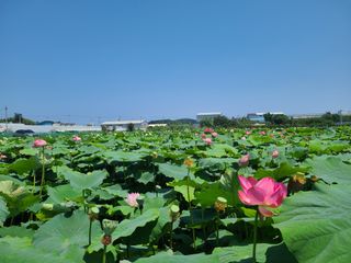 김계희님의 ↑ 윷놀이 하고 추석덕담 하기 · 참여글 작성글 사진