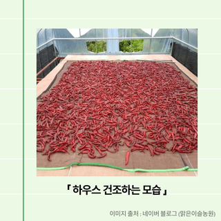 팜모닝님의 고추 · 저장•가공 작성글 사진