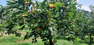 알 수 없음님의 감 · 영농일지 작성글 사진