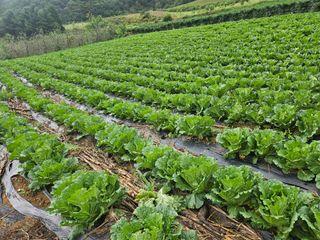 알 수 없음님의 배추 · 비료•농약 작성글 사진