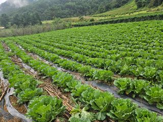 송경희님의 작성글 사진