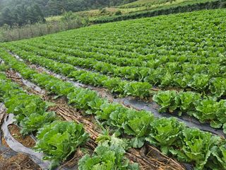 신승일님의 ↑ 윷놀이 하고 추석덕담 하기 · 참여글 작성글 사진