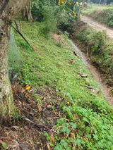 팜모닝 양배추·영농일지 게시글 이미지