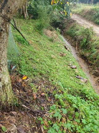 임훈택 님의 양배추 · 영농일지 작성글 사진