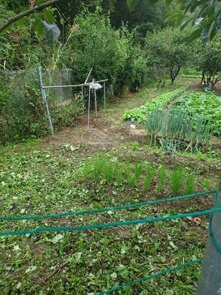 임훈택 님의 양배추 · 영농일지 작성글 사진