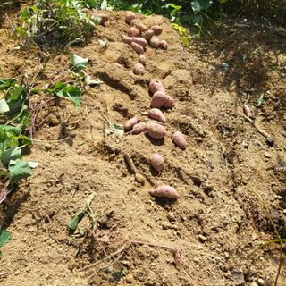 오정석님의 고구마 · 자유게시판 작성글 사진