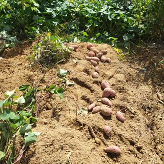 오정석님의 고구마 · 자유게시판 작성글 사진