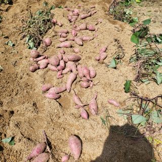 오정석님의 고구마 · 자유게시판 작성글 사진