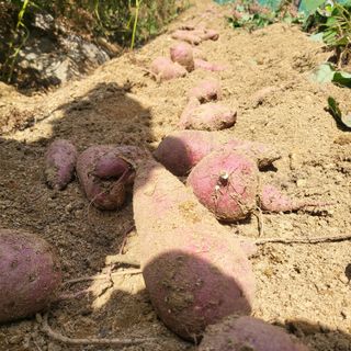 오정석님의 고구마 · 자유게시판 작성글 사진