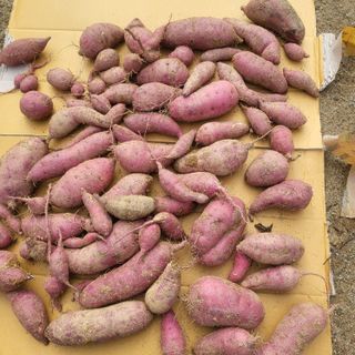 오정석님의 고구마 · 자유게시판 작성글 사진