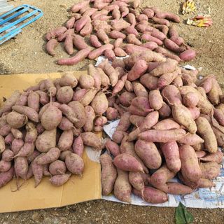 오정석님의 고구마 · 자유게시판 작성글 사진