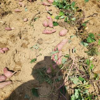 오정석님의 고구마 · 자유게시판 작성글 사진