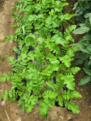 김상진님의 ↑ 윷놀이 하고 추석덕담 하기 · 참여글 작성글 사진