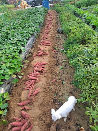 강현숙님의 고구마 · 자유게시판 작성글 사진