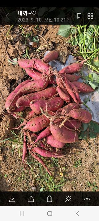 강현숙님의 고구마 · 자유게시판 작성글 사진