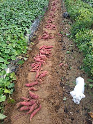 강현숙님의 고구마 · 자유게시판 작성글 사진
