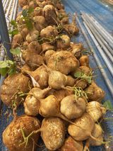 팜모닝 ↑ 윷놀이 하고 추석덕담 하기·참여글 게시글 이미지