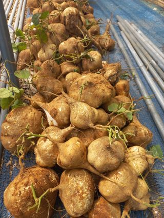 박린님의 ↑ 윷놀이 하고 추석덕담 하기 · 참여글 작성글 사진