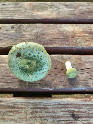 이종덕님의 ↑ 윷놀이 하고 추석덕담 하기 · 참여글 작성글 사진