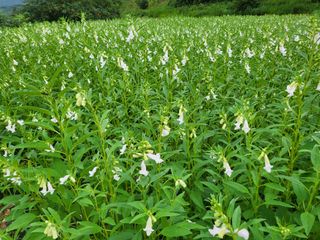청양 산골꾸찌뽕 님의 ↑ 윷놀이 하고 추석덕담 하기 · 참여글 작성글 사진