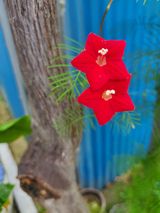 팜모닝 ↑ 윷놀이 하고 추석덕담 하기·참여글 게시글 이미지