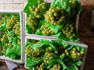 알 수 없음님의 포도 · 영농일지 작성글 사진