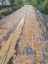 팜모닝 마늘·파종작업 게시글 이미지