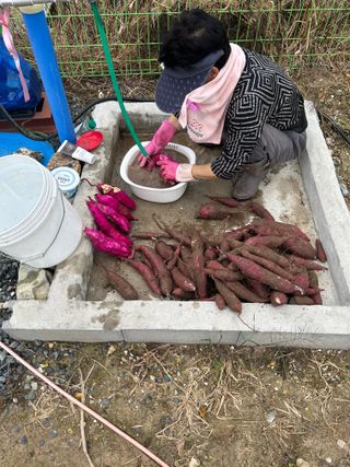금강농원님의 고구마 · 자유게시판 작성글 사진