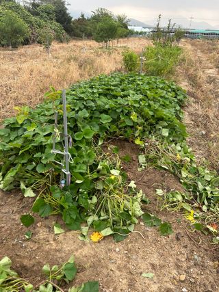 금강농원님의 고구마 · 자유게시판 작성글 사진