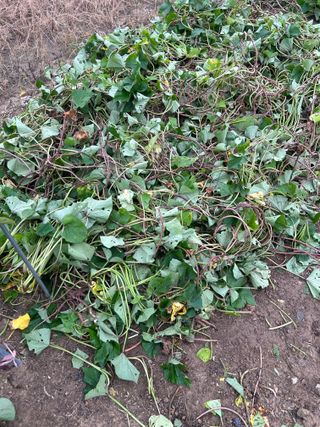 금강농원님의 고구마 · 자유게시판 작성글 사진