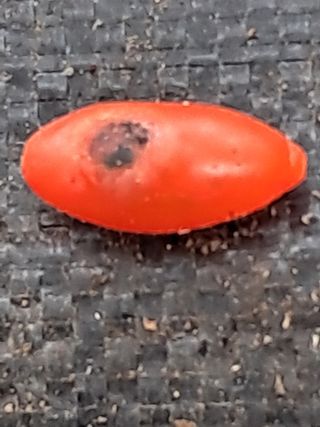 이천순님의 기타작물 · 병해충상담 작성글 사진