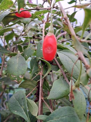 이천순님의 기타작물 · 병해충상담 작성글 사진