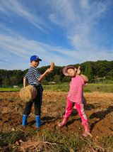 팜모닝 고구마·영농일지 게시글 이미지