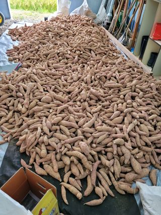 류승원님의 고구마 · 영농일지 작성글 사진