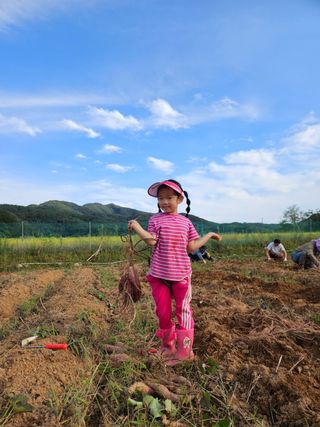 류승원님의 고구마 · 영농일지 작성글 사진