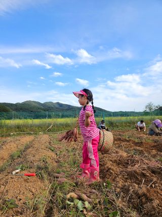 류승원님의 고구마 · 영농일지 작성글 사진