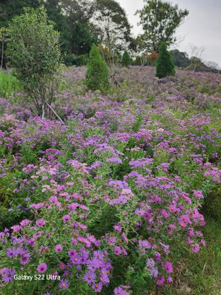 약초원 김종군님의 자유주제 · 자유게시판 작성글 사진