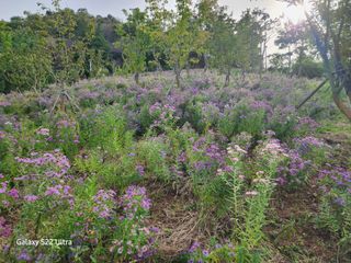 약초원 김종군님의 자유주제 · 자유게시판 작성글 사진