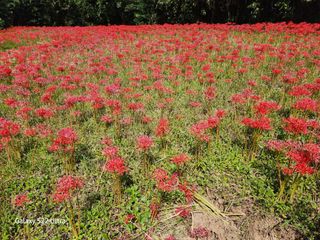 약초원 김종군님의 자유주제 · 자유게시판 작성글 사진