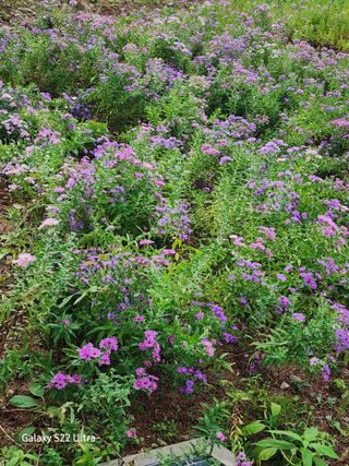 약초원 김종군님의 자유주제 · 자유게시판 작성글 사진