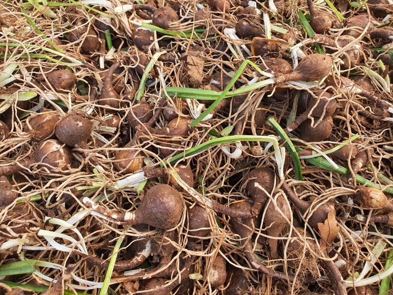 약초원 김종군님의 장터 판매 상품 [꽃무릇종근] 첨부 사진