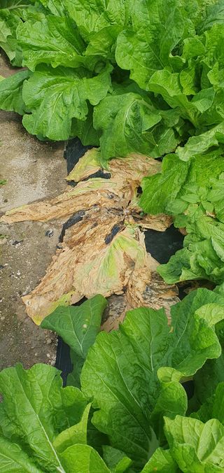 최고봉님최진홍님의 배추 · 병해충상담 작성글 사진