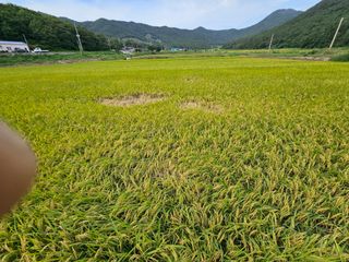 통뻘덕기나락마늘고추님의 벼 · 병해충상담 작성글 사진
