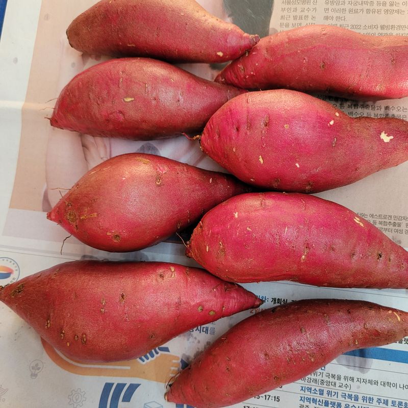 윤희순님의 장터 판매 상품 [여주 꿀고구마 5키로 중] 첨부 사진