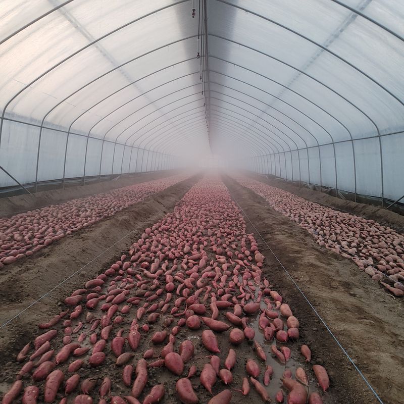 윤희순님의 장터 판매 상품 [여주 꿀고구마 5키로 중] 첨부 사진