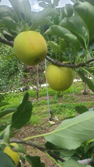사과인조학제님의 ↑ 윷놀이 하고 추석덕담 하기 · 참여글 작성글 사진
