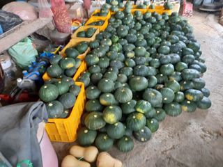 권오성님의 감자 · 자유게시판 작성글 사진