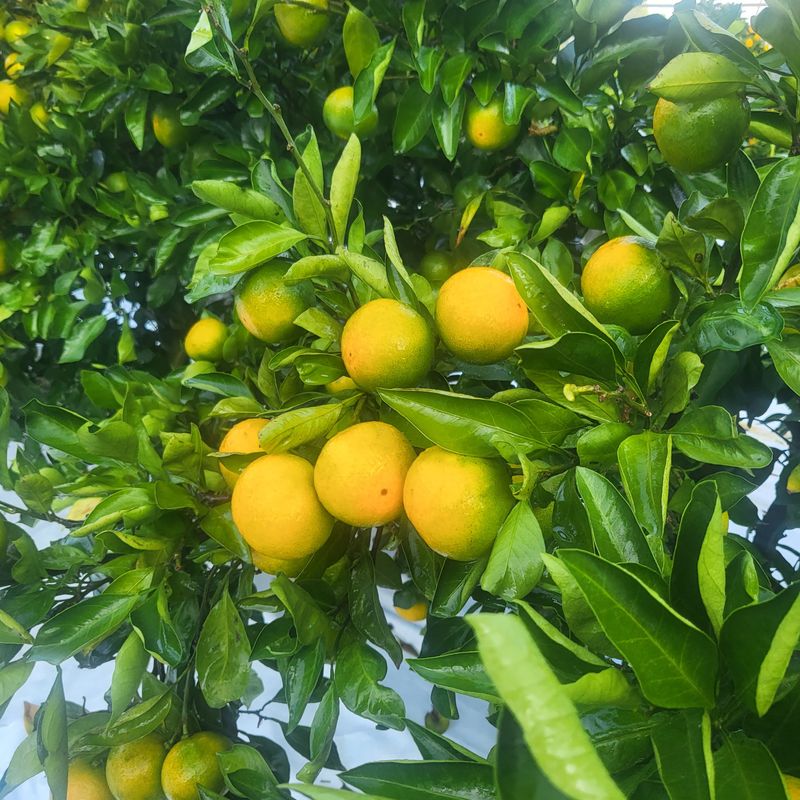 장터 상품 [타이벡유라실생 50박스한정 5kg] 썸네일